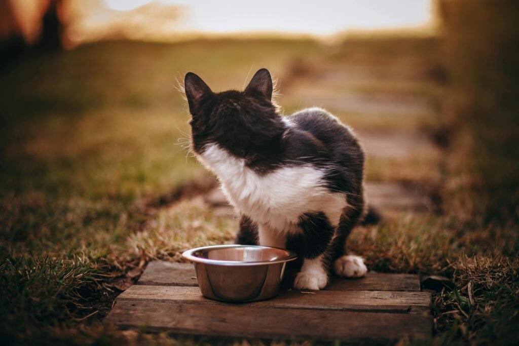 A Cat Looking Back